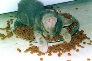 kitty asleep in food